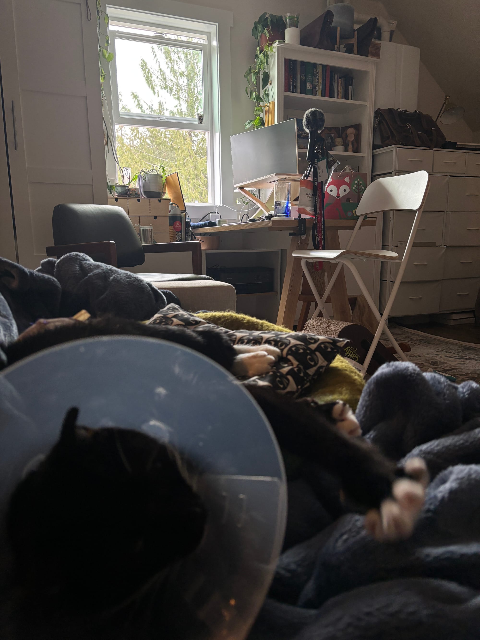 A black cat with white paws wearing an Elizabethan collar stretching out on a navy blue blanket in front of a mess desk and chairs.
